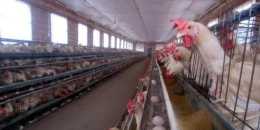 雞群能吃能喝就是蛋率不增，這些原因讓你的雞群主要存在這幾個因素