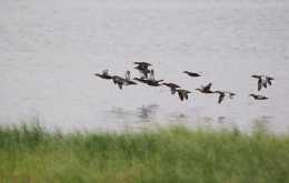 冠鴨可以吃嗎？冠麻鴨是鴨科的鳥類，棲息於湖泊、河流、水塘、鹽池