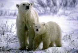 “世界北極熊之都”升溫過快 危及北極熊生存
