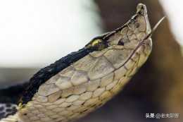 永不低頭的毒蛇——五步蛇，為何毒性不高卻更可怕？