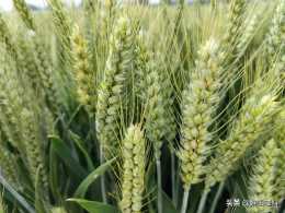 這幾個小麥新品種，畝產都在750公斤以上，2020年首選種植品種