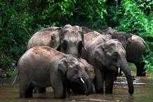 中國只有300多頭野生大象，每年卻造成超過數千萬的損失……