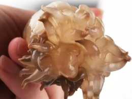 沙蒜：這個被台州人稱為“海卵”的小海鮮，比螃蟹還鮮