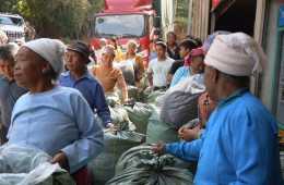 雲南勐海：秋茶飄香季 採摘交易忙
