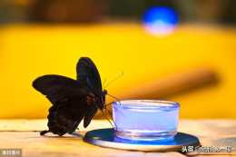 千萬別趕它：爺爺"頭七"，家裡飛來了一隻黑色的大蝴蝶