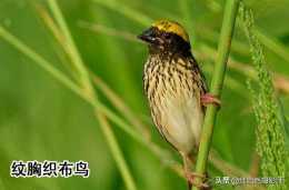 織布鳥科，中國發現有3種大家看看還有別的品種嗎？