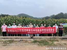 惠城區成功舉辦2022年晚造鮮食玉米優新品種觀摩會
