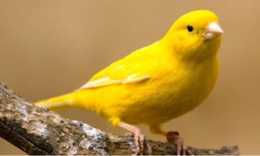 金絲雀的羽色黃亮，歌聲清脆嘹亮，悠揚動聽