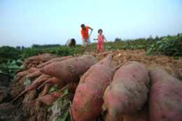 紅薯藤蔓旺長的原因以及控制藤蔓旺長存在的誤區有哪些？