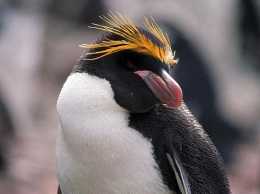 終年畫長眉是什麼動物馬可羅尼企鵝，又稱長冠企鵝、長眉企鵝目企鵝