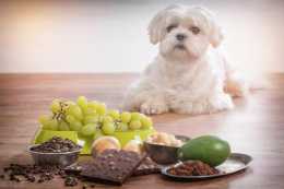 狗狗不能喝無糖酸奶？總結狗狗吃了可能會致命的6種食物