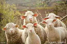 山羊和綿羊不能交配，原來是這兩個原因造成