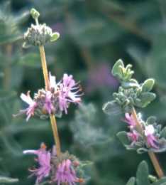 紅花鼠尾草如何種植？700多種不同的類別，這些花的魅力你能get到嗎？