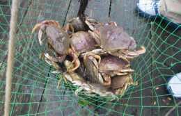 它是螃蟹的一種,農田常見害蟲,一晚抓數十斤,美味不輸大閘蟹