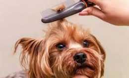 【寵物護理】給狗狗梳毛的6大好處，一次刷幾分鐘，再給零食獎勵！