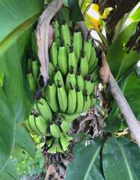 在家就能種的香蕉樹，用足肥料，結出一串小香蕉