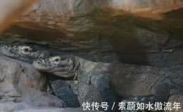 上海動物園展出兩隻科莫多巨蜥，長1.5米，是現存最大的蜥蜴品種