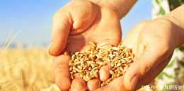 小麥種子不用拌，二次拌種，有效防治金針蟲、、pm2.5等病害！