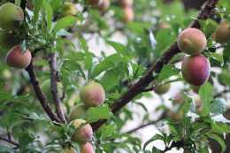 赤黴素噴在果樹上究竟有哪些好處？赤黴素噴施在果樹上注意事項？？