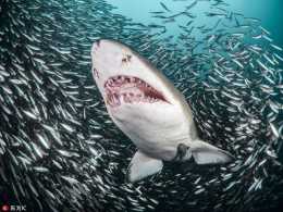 海中老虎：兇猛的虎鯊，聞風喪膽