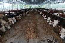 盧醫鎮發展養牛產業，讓群眾生活“牛”起來！