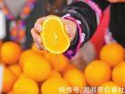 新平逆襲成為中國味冰糖橙一流產區