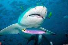 曉晶說動物：海中巨獸鯊魚，有多溫柔？你敢想象嗎？