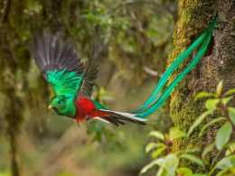 鳳尾綠咬鵑——南美洲叢林中最漂亮的鳥
