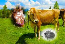 懷孕母牛可以驅蟲嗎？牛驅蟲應注意什麼？牛該驅哪些蟲？
