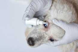 【寵物知識】阿莫西林屬於消炎藥嗎？狗狗小毛病不根治就容易發展！