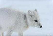 冰雪世界中的精靈，北極狐
