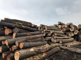 “靚板靚板”APP，讓北美闊葉木行業健康有序發展