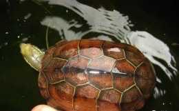墨龜怎麼養成墨龜？墨龜是怎麼養成的？中華草龜是怎麼養成墨龜的？