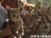 貓咪不小心掉入老虎園，這時一隻老虎過來了，遊客記錄搞笑過程