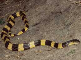 金環蛇是亞洲第一毒蛇，但是它的大哥金環蛇卻是路上的減速帶. . .