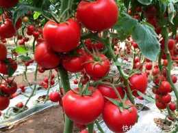 西紅柿怎麼淋施葉面肥，膨大葉面肥用亞磷酸鉀