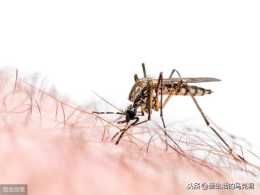 [生活百科] 夏天唯一不美好的部分就是蚊子了吧? 驅蚊產品大有講究