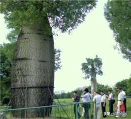 世界上最珍貴的樹，儲水量是普通樹木的幾十倍，供一家人喝了半年！
