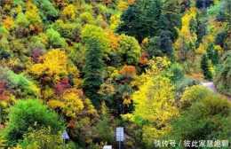 深挖,川西最小眾的彩林秘境!還有一條中國最色的路線!