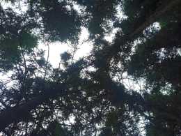 杉木林下仿生態種植黃精探索與思考
