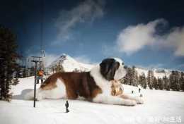 聖伯納犬--它是瑞士國寶,救人無數卻反被殺害