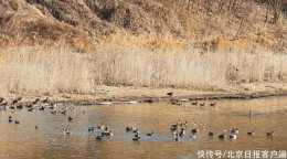 淨化了水留住了鳥兒,北京今年將對120個功能性溼地展開全面監測