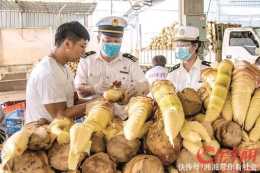 揭陽市埔田鎮:竹筍年加工6萬多噸，超八成銷海外