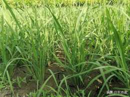 水稻拔節-孕穗期，農民記住這4點，稈壯抗倒、穗長粒多、結實率高