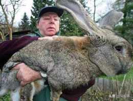 澳洲兔子氾濫的萬惡之源：都是兔子 出軌 的萬惡之源