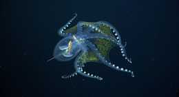 凝視幽靈般的玻璃章魚,這是最近在深海發現的一種透明稀有動物