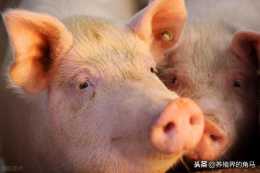 【養豬知識】豬駝病是什麼病？豬蟎病是什麼鬼？如何治療？
