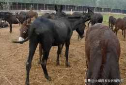 馬腺疫是由馬腺疫鏈球菌引起的一種傳染性疾病，各階段驢都會感染嗎