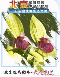 北京生物圖鑑 | 大花杓蘭
