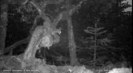 雲南轎子山國家級自然保護區首次拍攝到國家一級保護動物林麝夜間異常活動影像資料——昆明廣播電視臺